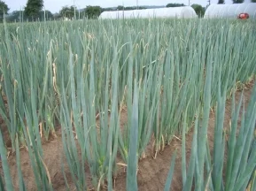 Pěstování cibulového zelí na poli v řadách.