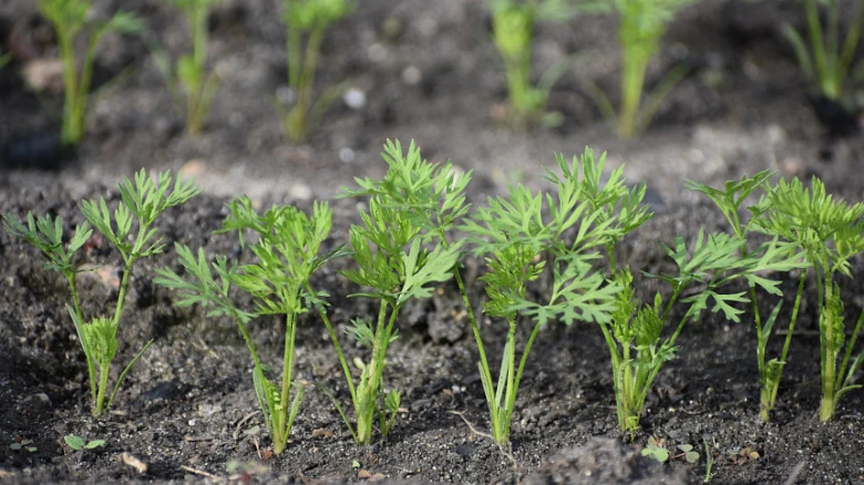 Carrot seedlings in soil