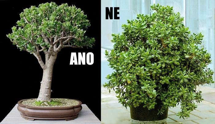 Porovnání bonsai z tlustice s neupravenou rostlinou