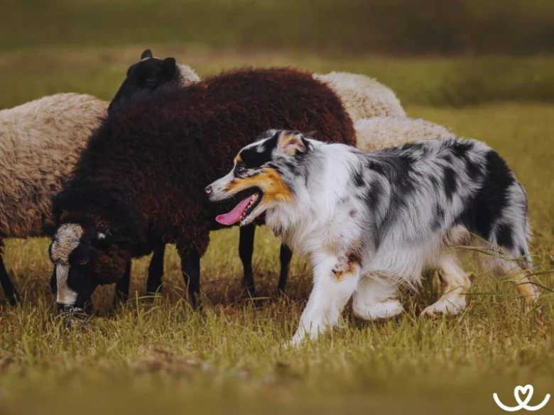 Australský ovčák paství černé a bílé ovce na louce.