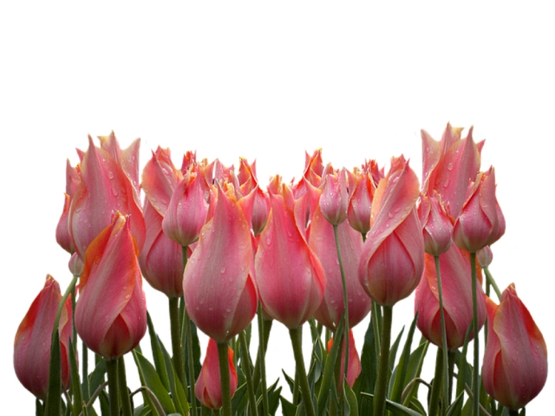 Růžové tulipány s kapkami vody na květech.
