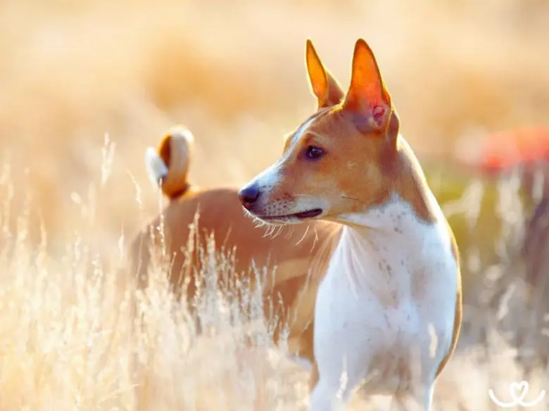 Basenji pes v trávě při slunečním světle