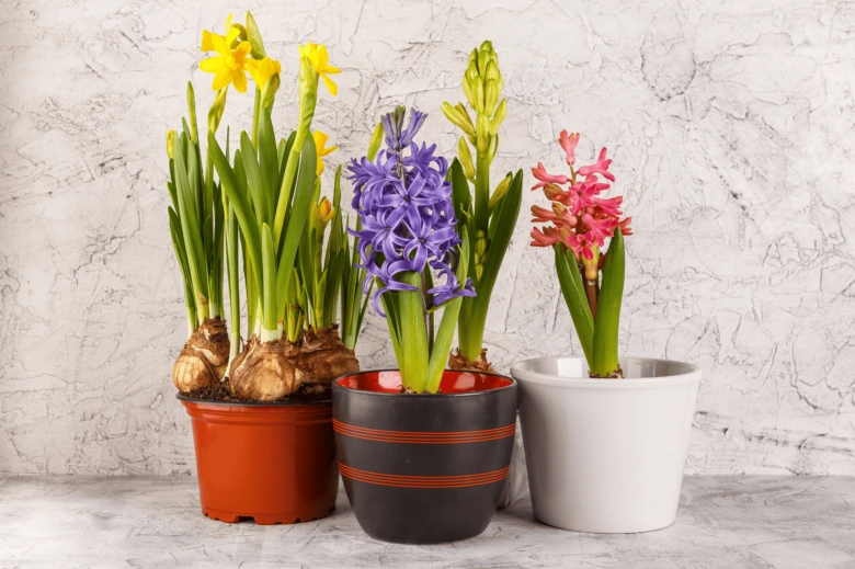 Tři cibulovité květiny v hrncích: narcisy, fialová a růžová hyacinty.