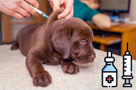 Pes dostává očkování proti vzteklině v ordinaci veterináře.