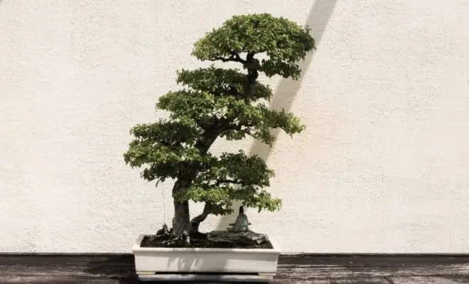 Japonský bónzaj v bílém květináči na tmavé dřevě.