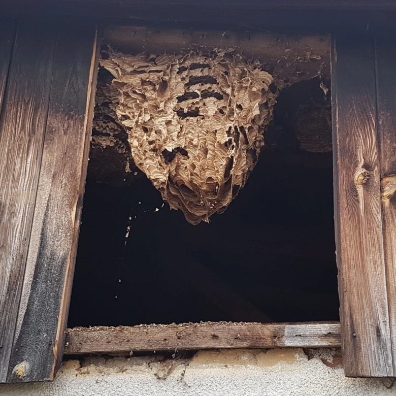 Velká včelí hnízda visící ve dřevěném okně.