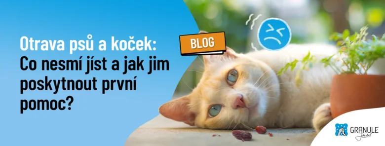 Otrava koček: co nesmí jíst a první pomoc
