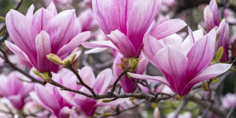 Růžové květy magnolie na větvích v zahradě.