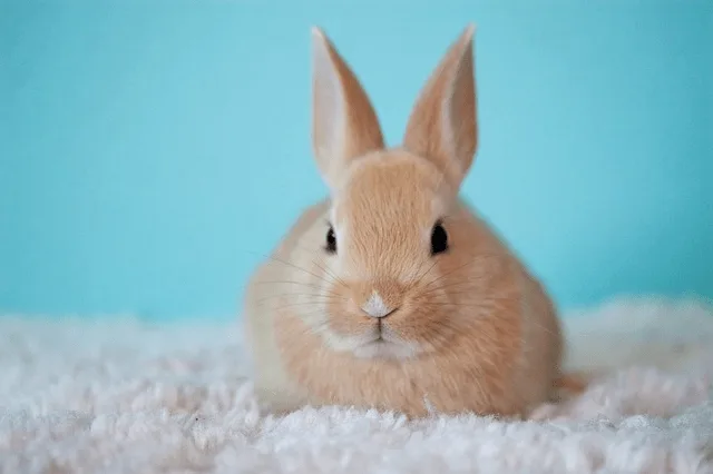 Zakrslý králík sedí na bílém povrchu před modrou stěnou.