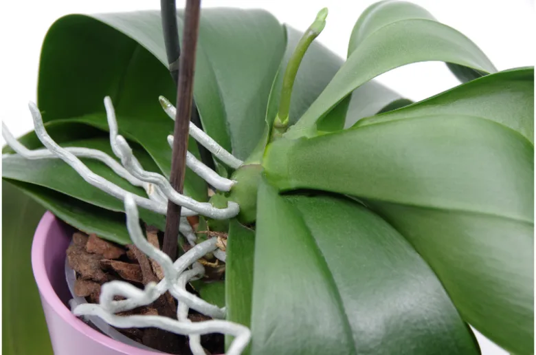 Bílé vzdušné kořeny na epifytické orchideji v květináči.