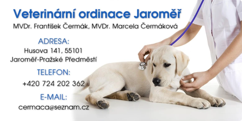 Veterinář zkoumá štěně v ordinaci Jaroměř.