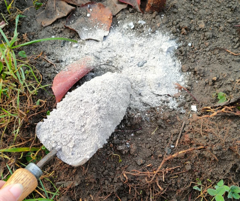 Dřevěný popel na zem, aplikace lopatkou pro rajčata