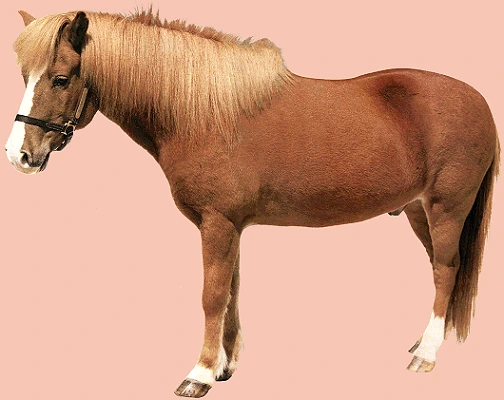 Hnědý kůň s bílými nohami na růžovém pozadí.
