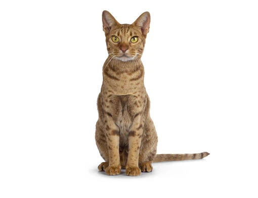 Ocicat sedící na bílém pozadí pro článek o plemeni.