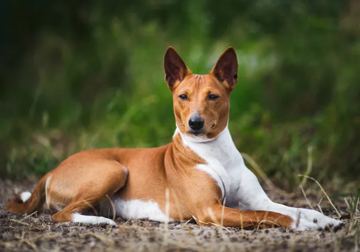Basenji pes leží na trávníku a dívá se do kamery.