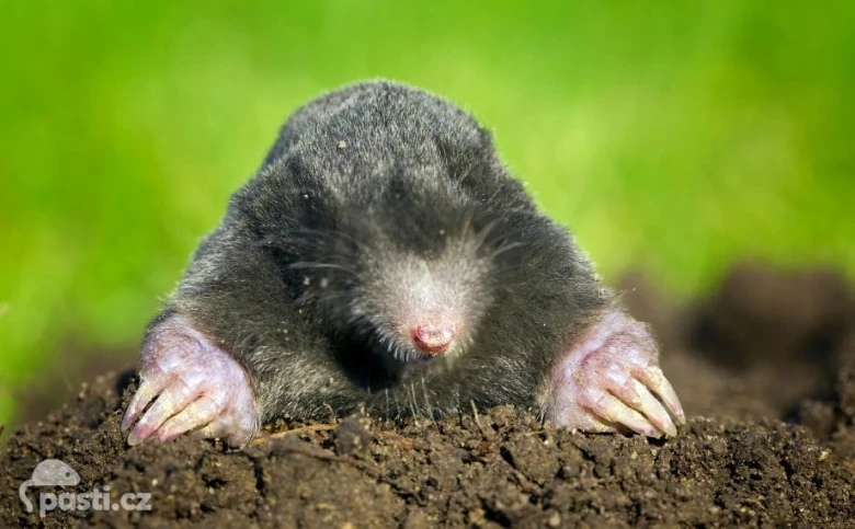 Krtek vykopaný z hlíny na zeleném pozadí.