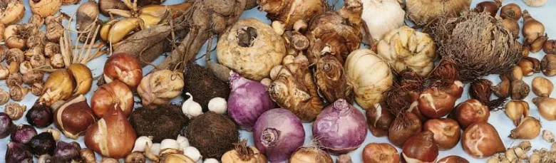 Různé cibulovité rostliny jako cibule, česnek a další kořeny.
