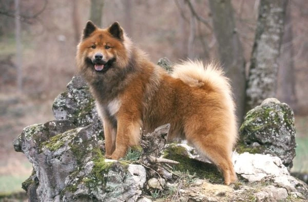 Hnědý eurasiér stojí na skále v lese.