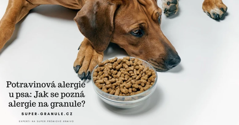 Pes s miskou granulí o potravinové alergii.