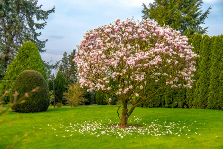 Rostoucí růžová magnolie v zahradě s padajícími květy.
