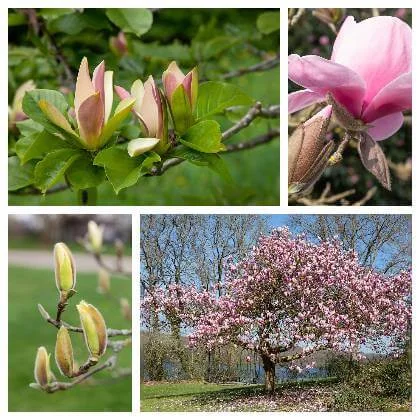 Různé fáze kvetení růžové magnolie v zahradě.