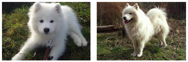 Bílý samojed jako štěně i dospělá pes venku na trávě.