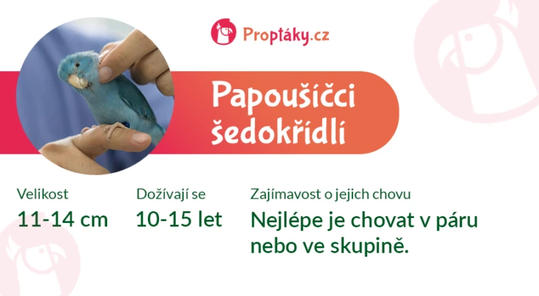 Infografika o papouškovi sedokřídlí s informacemi v češtině.