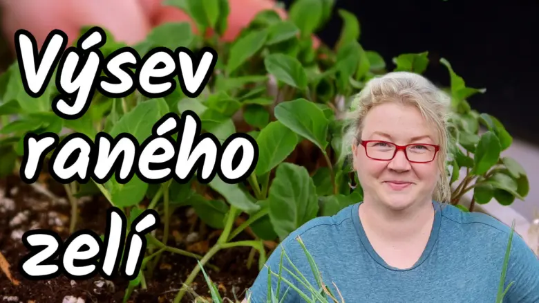 Žena s mladým zelením při výsevu bramborového zelí.