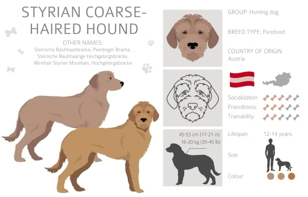 Infografika o štýrském brakýři s informacemi o plemeni.