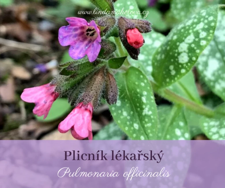 Plicník lékařský s růžovými květy a skvrnité listy