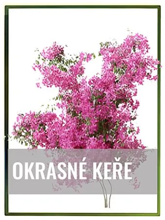 Růžový okrasný keř s květy na bílém pozadí.
