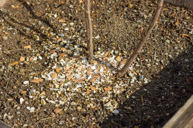 Rozbité skořápky vaječné na půdě u rostliny