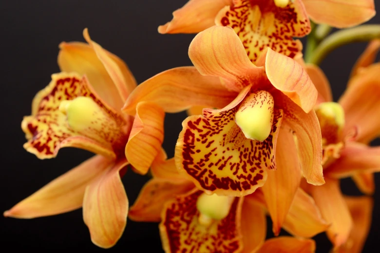 Oranžové orchideje s tmavými skvrnami na květech