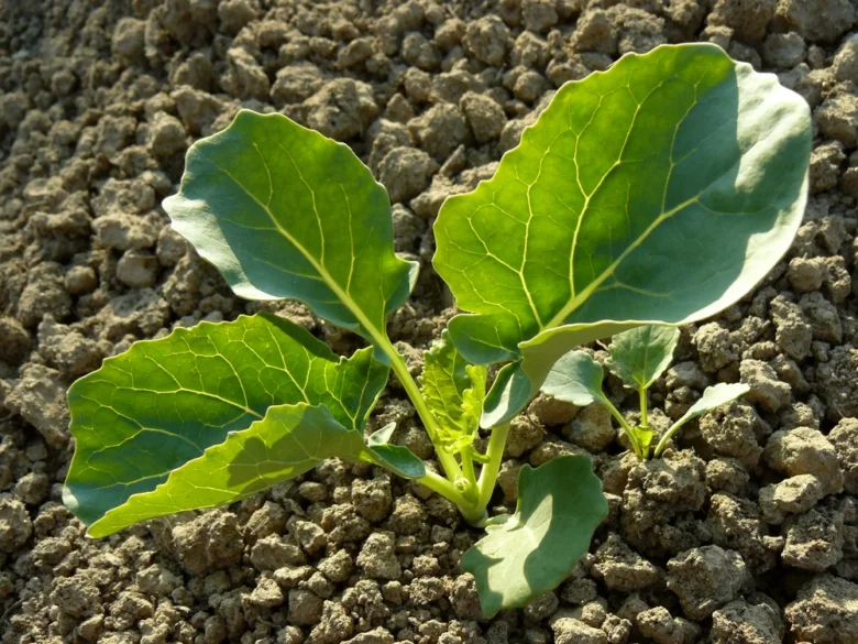 Broccoli seedling in soil