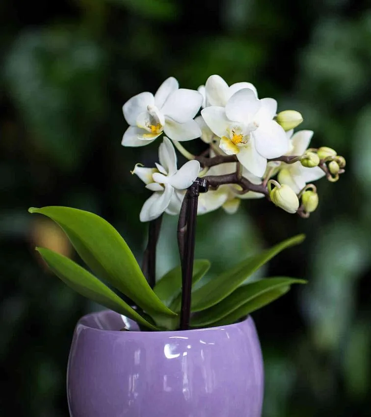 Bílá orchidej v květináč s pupeny na tmavém pozadí.