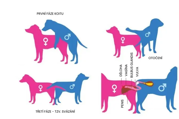 Schéma třech fází páření psů s označením anatomie.