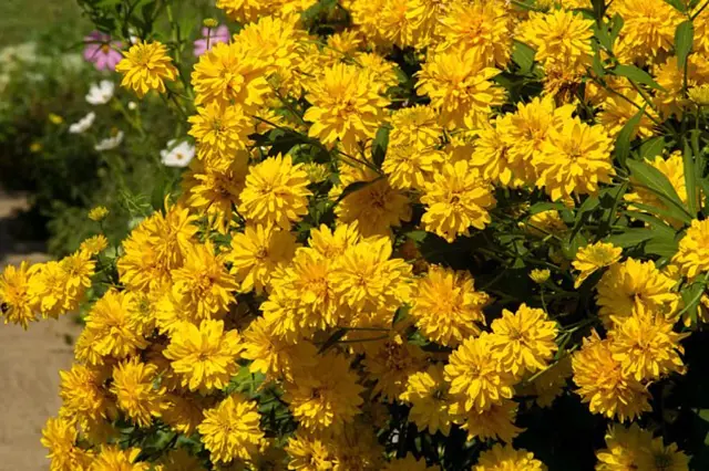 Žluté květy heliopsis v plném rozkvětu na pozadí zelených listů.