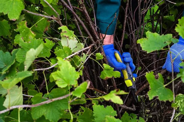 Ruční stříhání rybízu zahradnickými nůžkami