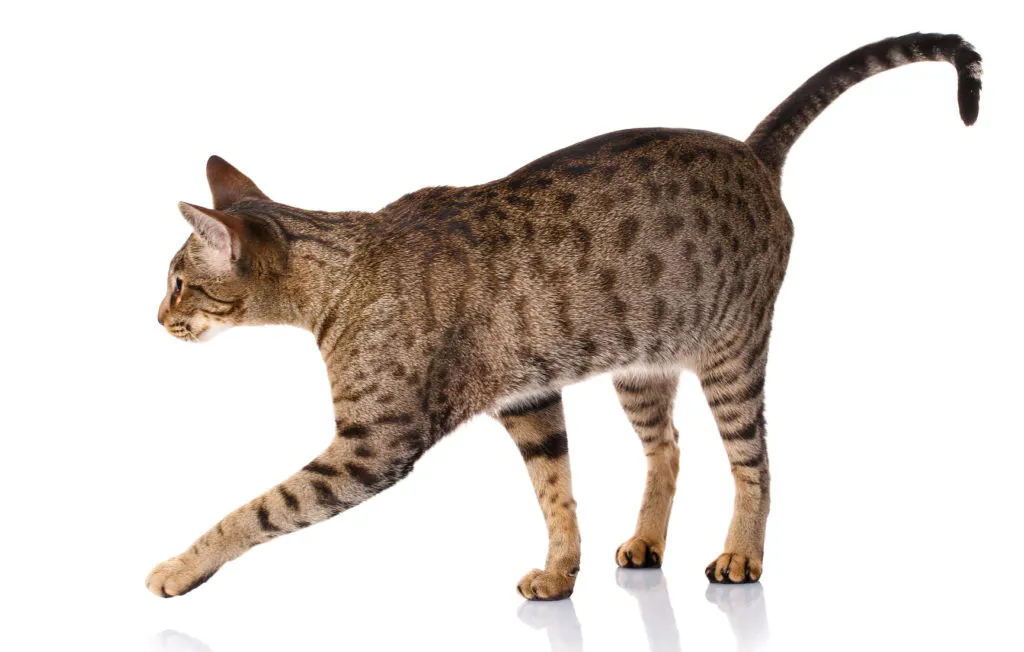 Ocikat kočka v plném chůzi na bílém pozadí.