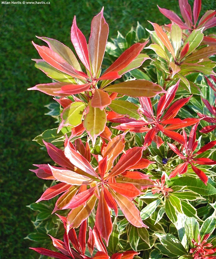 Pieris japonica s červenými a zelenými listy v zahradě