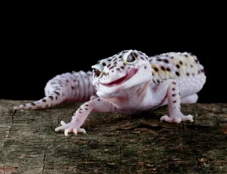 Pestrý gekon na dřevěném povrchu s tmavým pozadím.