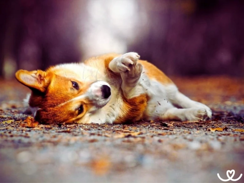 Hravý corgí štěně leží na zádech v lese mezi listím.