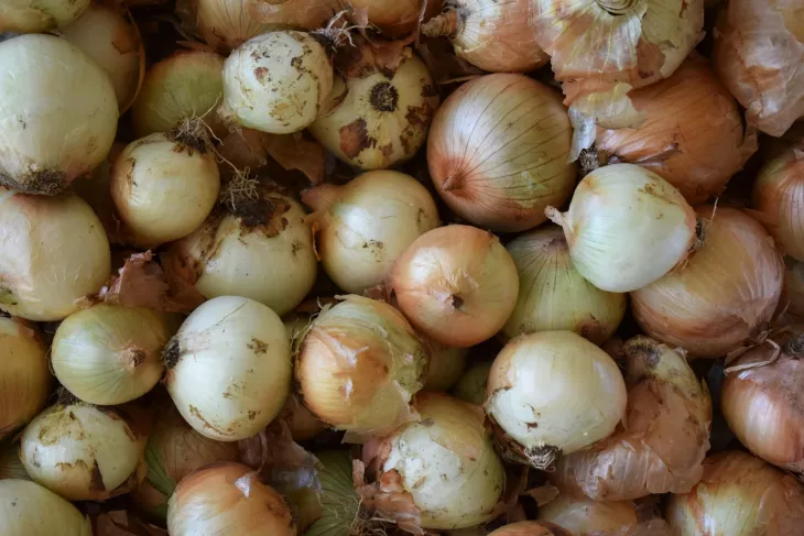 Hromada čerstvých cibulí s kůrou pro výrobu hnojiva