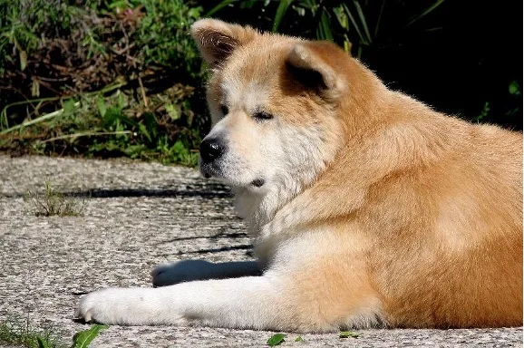Hnědá akita leží na zemi venku.