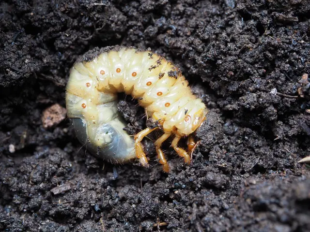 Japanese beetle larva