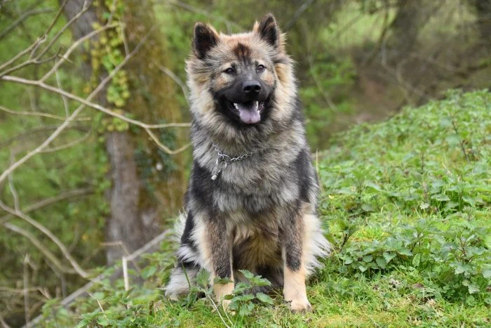 Eurasier pes sedí v přírodě s otevřenou tlamou.