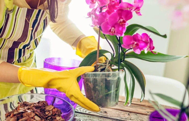Osoba v žlutých rukavicích přesazuje fialovou orchidej.
