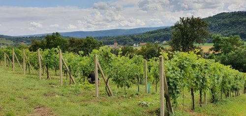 Řady vinné révy na slunném vinici s modrou oblohou.