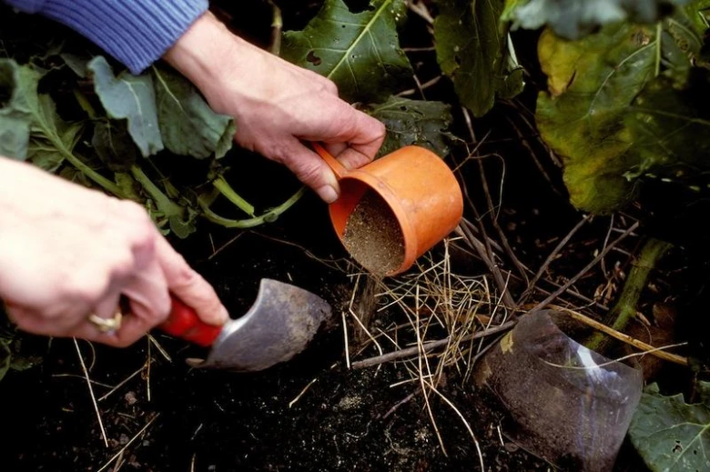 Ruce přidávají popel do země u rajčat s nástroji
