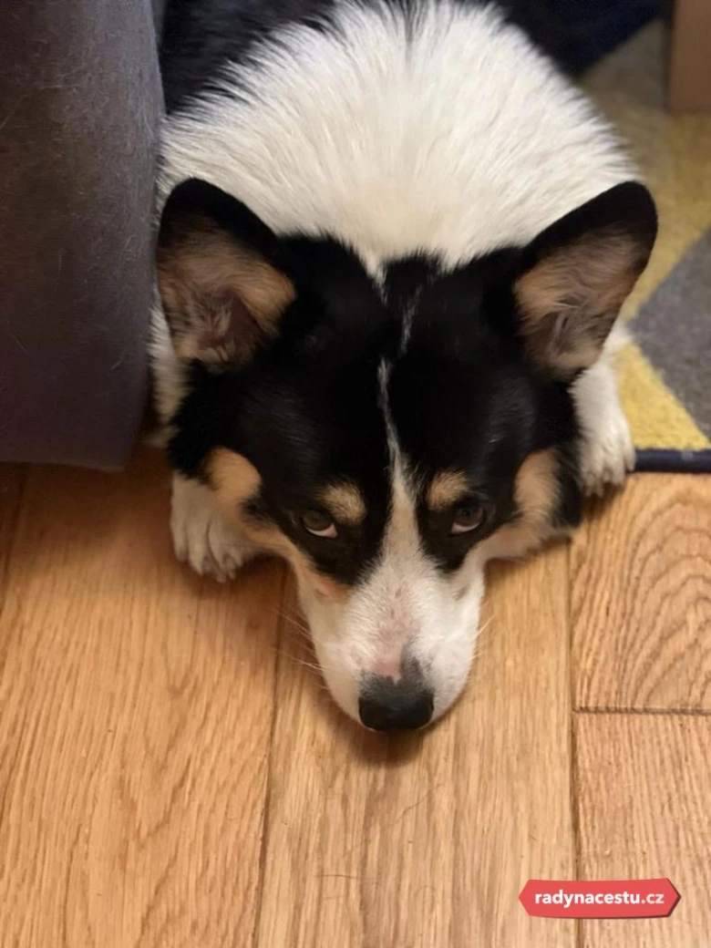 Černobílý corgí leží na dřevěné podlaze vedle nábytku.